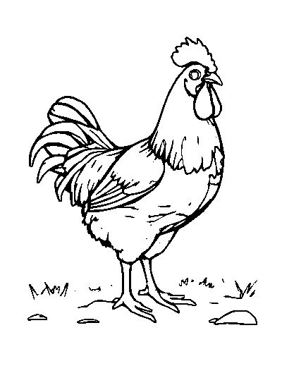 Chicken