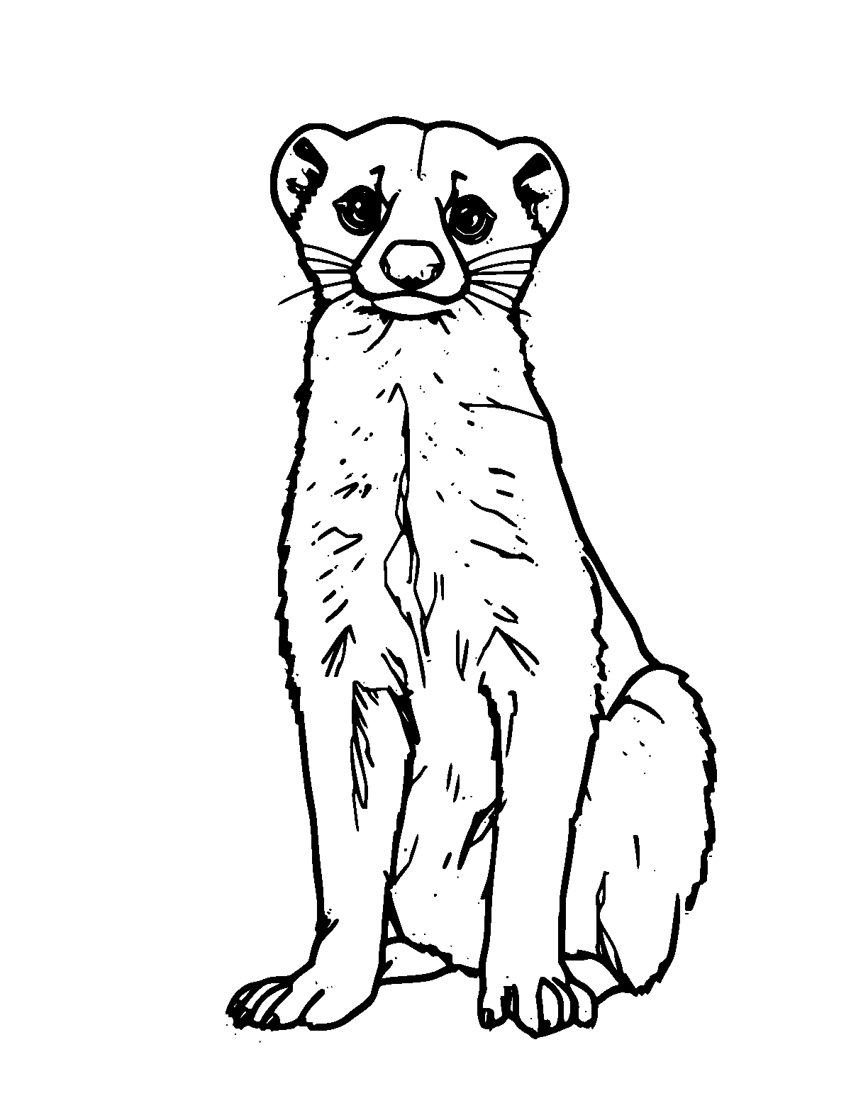 Line-art coloring page of Civet, medium outlines, centered