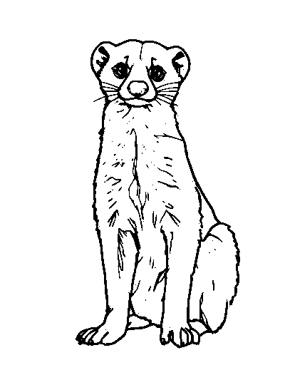 Civet
