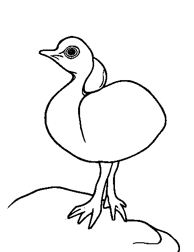 Clam
