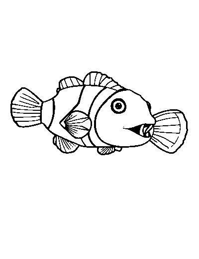 Clownfish