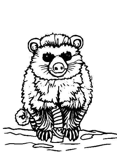 Coatimundi