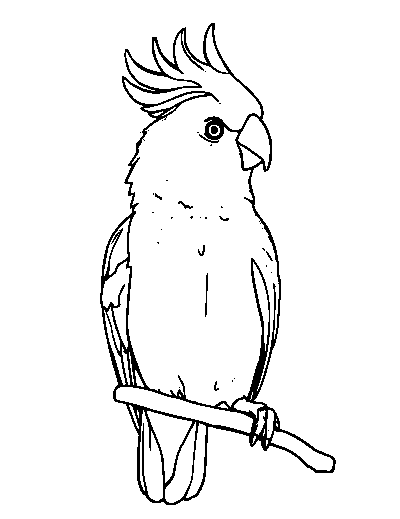 Cockatiel
