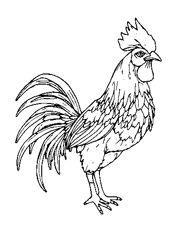 Cockatrice