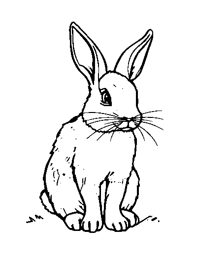 Cottontail Rabbit