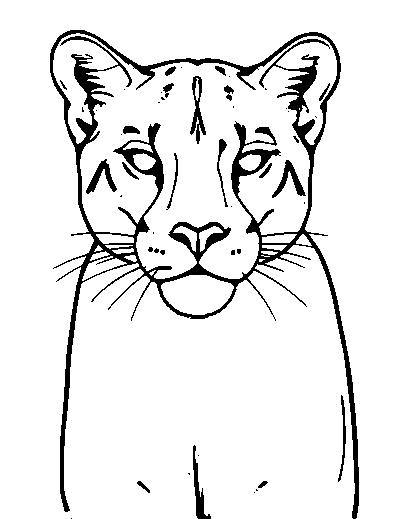 Cougar