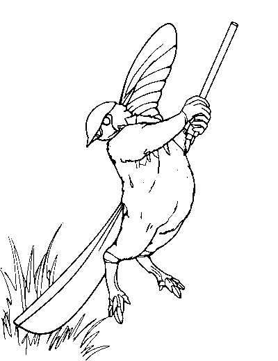 Cricket