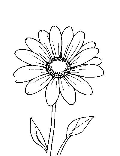 Daisy