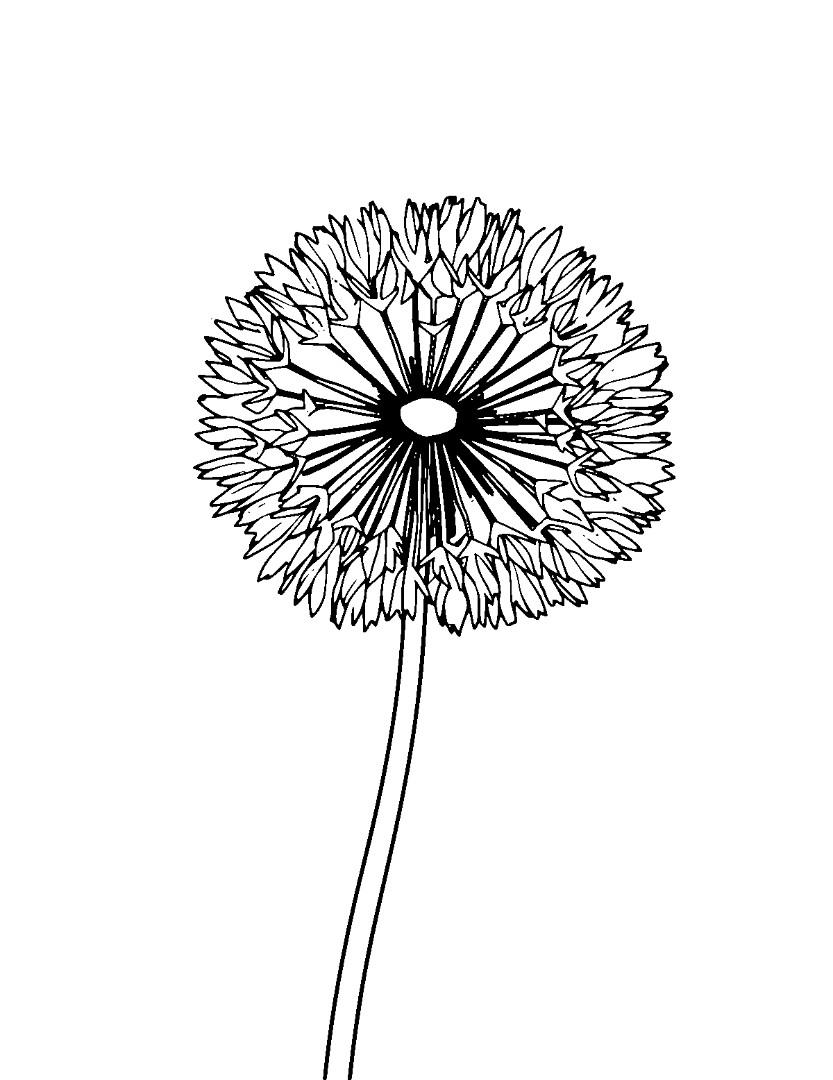 Line-art coloring page of Dandelion, medium outlines, centered