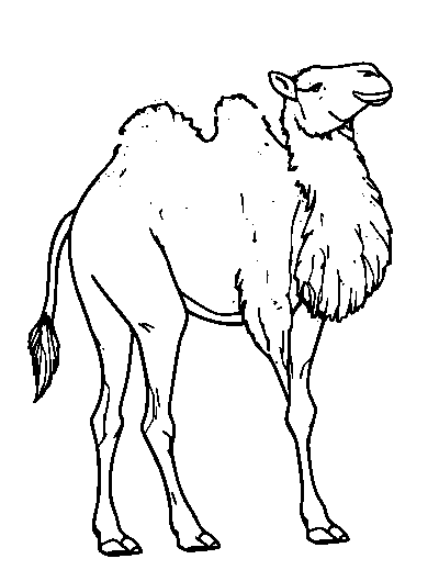 Dromedary Camel