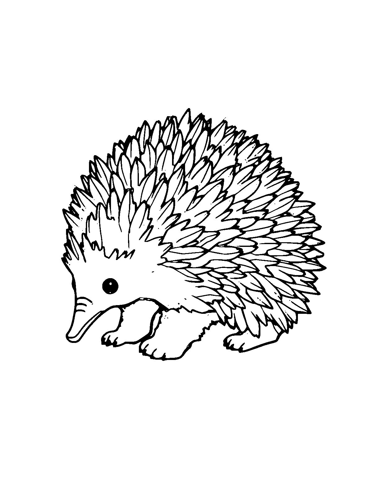Line-art coloring page of Echidna, medium outlines, centered