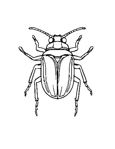 Egyptian Scarab Beetle