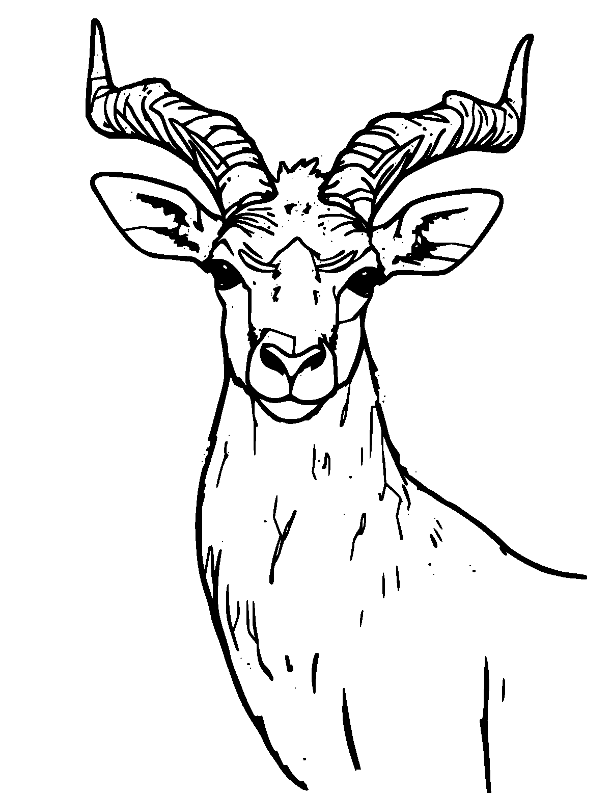 Line-art coloring page of Eland, medium outlines, centered