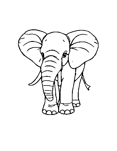 Elephant Calf
