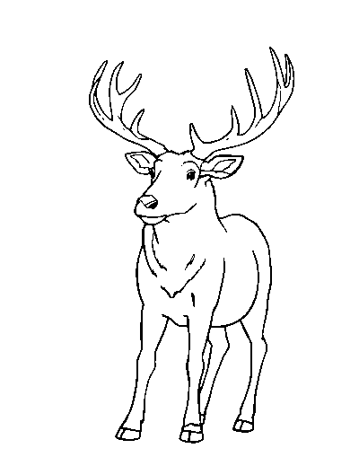 Elk
