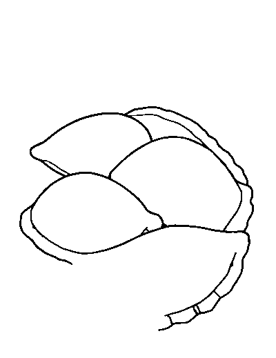 Empanadas