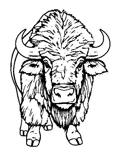 European Bison