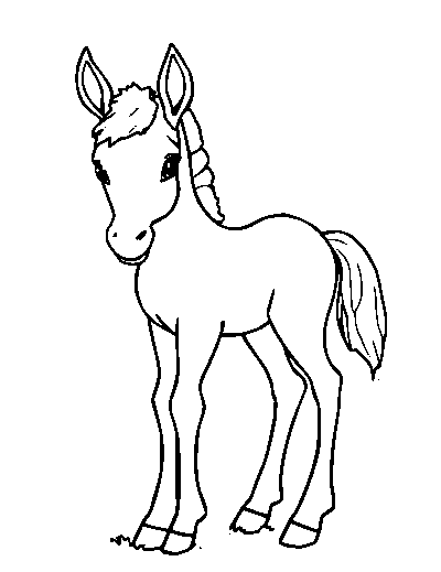 Foal