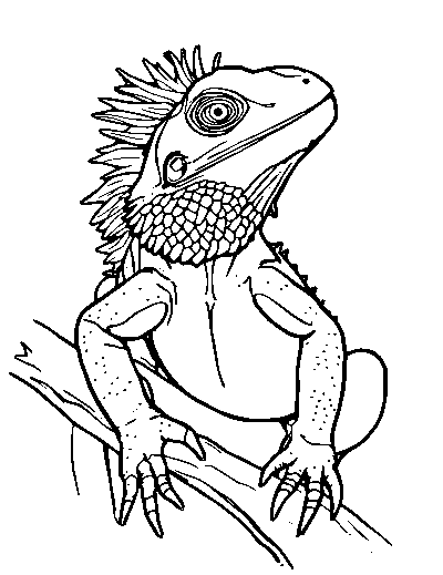 Frilled Lizard