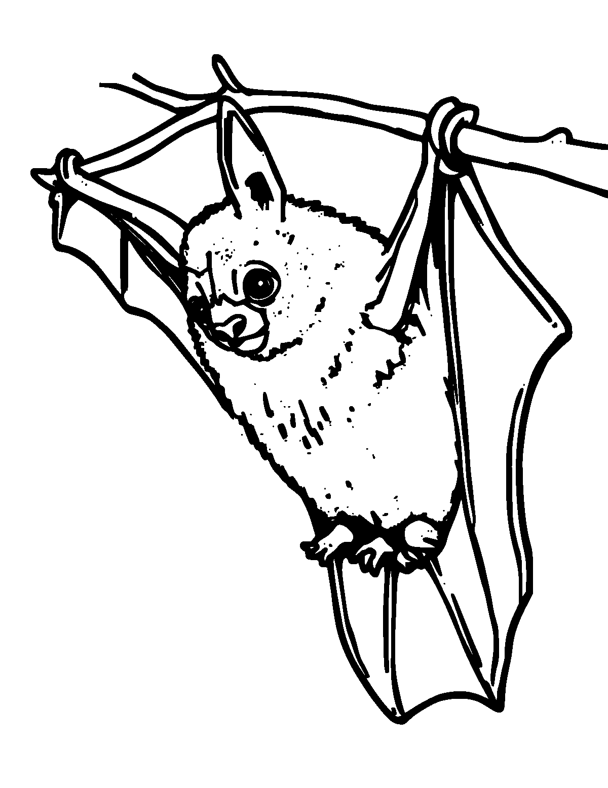 Line-art coloring page of Fruit Bat, thick outlines, centered