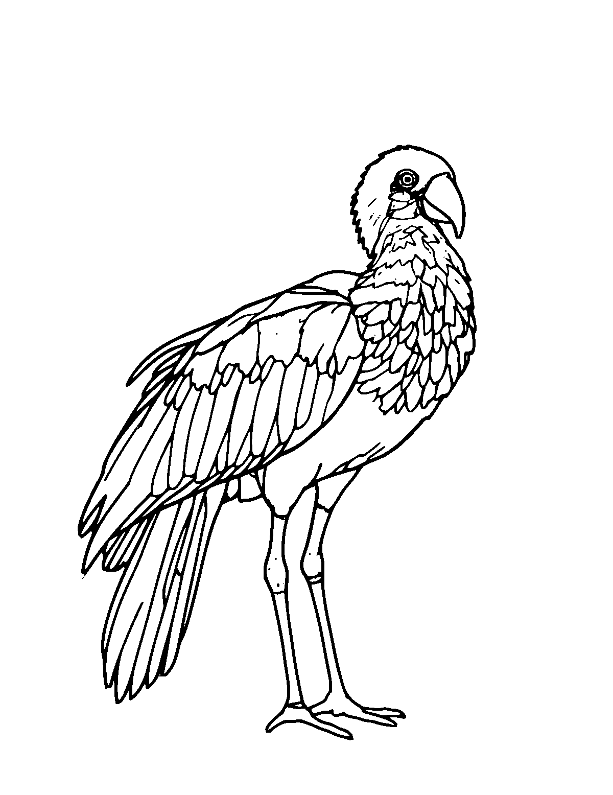 Line-art coloring page of Galah, medium outlines, centered
