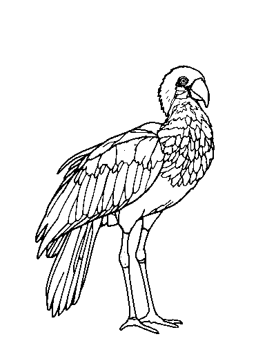Galah
