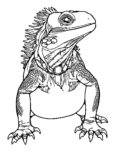 Galapagos Iguana