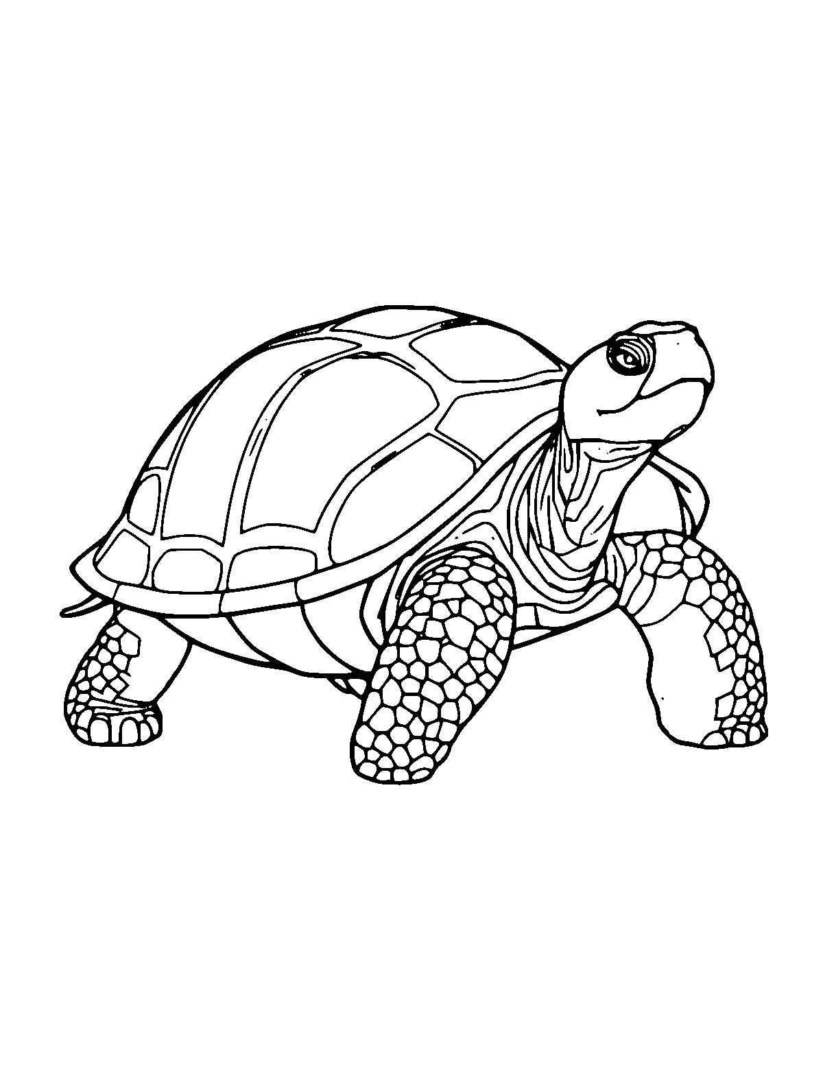 Line-art coloring page of Galapagos Tortoise, medium outlines, centered
