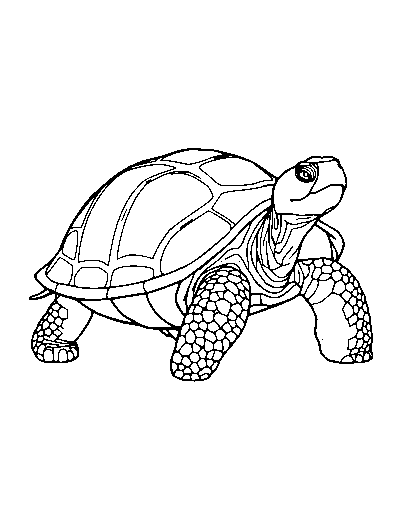 Galapagos Tortoise
