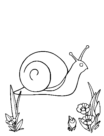 Garden Snail
