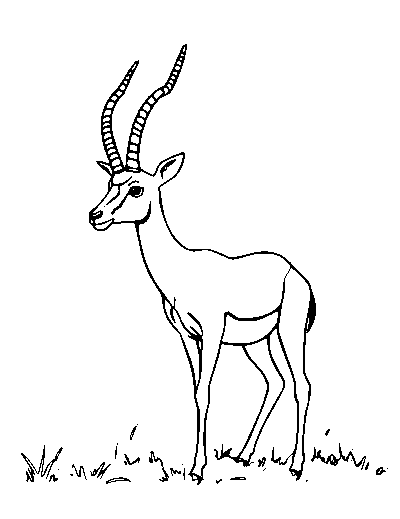 Gazelle