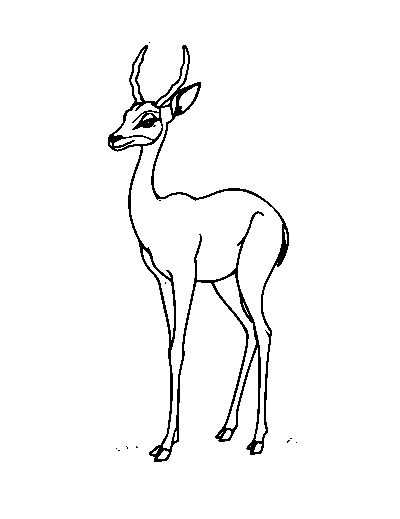 Gerenuk