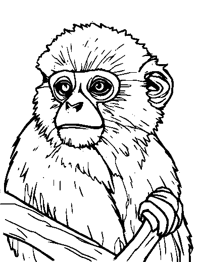 Gibbon