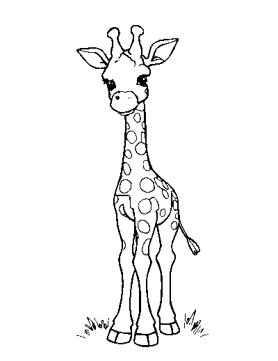 Giraffe Calf