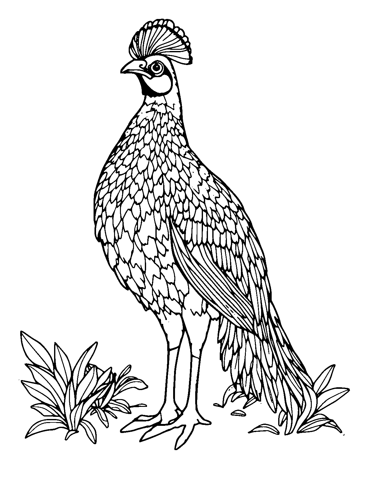 Line-art coloring page of Golden Pheasant, medium outlines, centered
