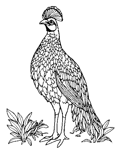 Golden Pheasant