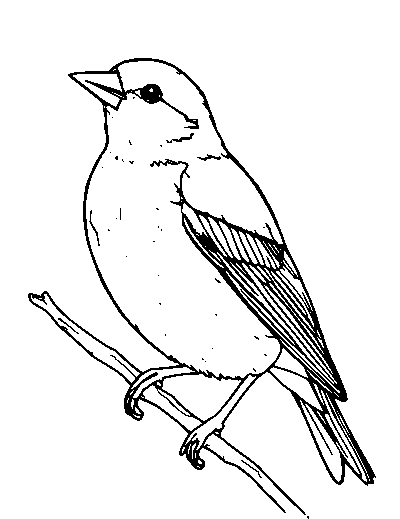 Goldfinch