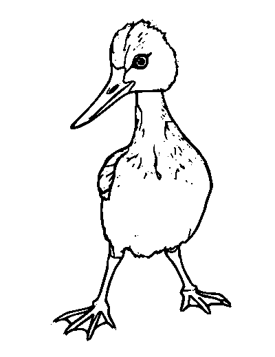 Gosling