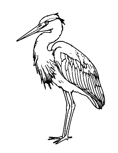 Great Blue Heron