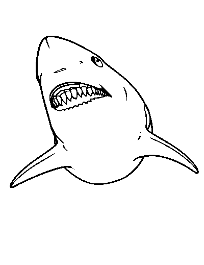 Great White Shark
