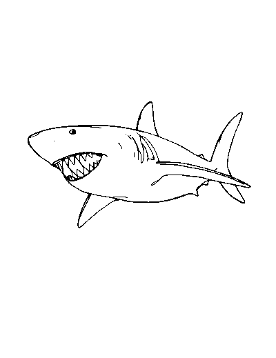 Great White Shark