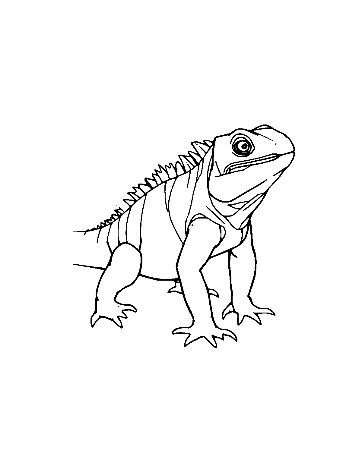 Line-art coloring page of Green Iguana, medium outlines, centered