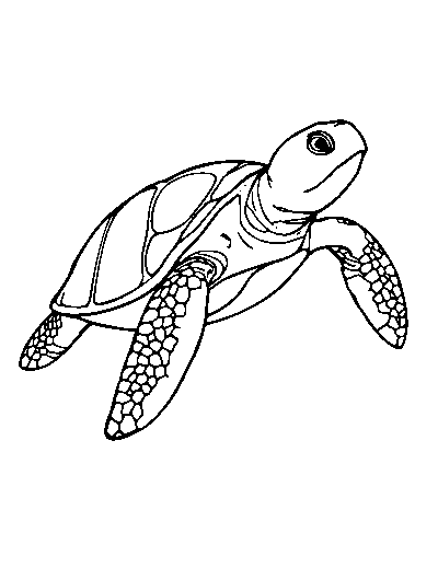 Green Sea Turtle