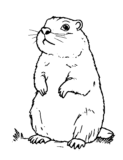Groundhog