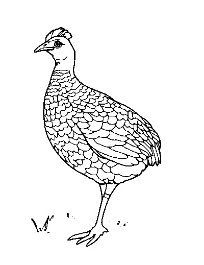 Grouse