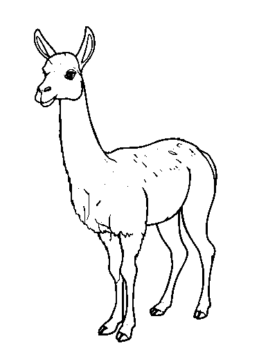 Guanaco