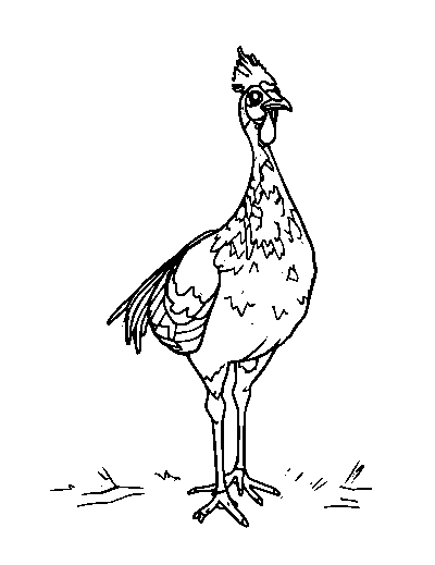 Guinea Fowl