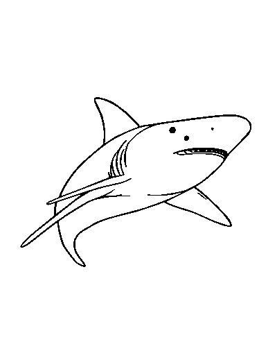 Hammerhead Shark