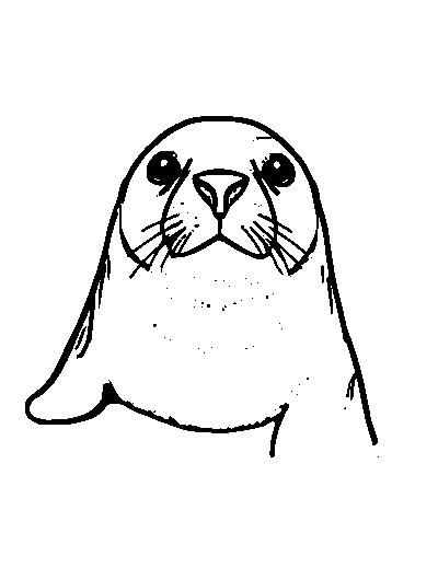 Harbor Seal
