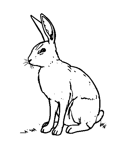 Hare